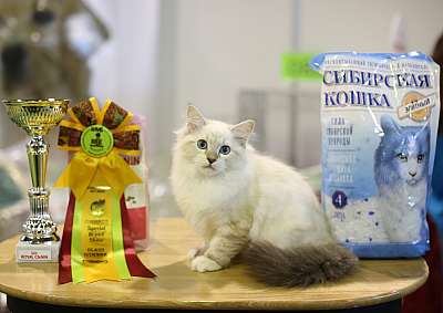 �������� �����  20-21 �������� 2014 ������������ ��� 169A2178 copy.jpg